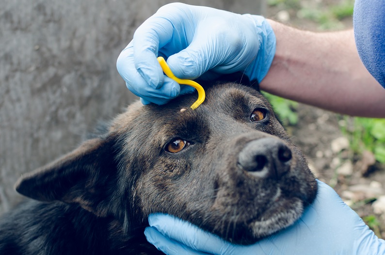 Dog getting tick removed