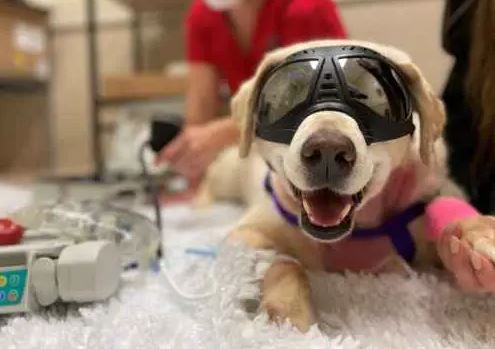 Cancer-Treatment Dog with goggles receiving treatment