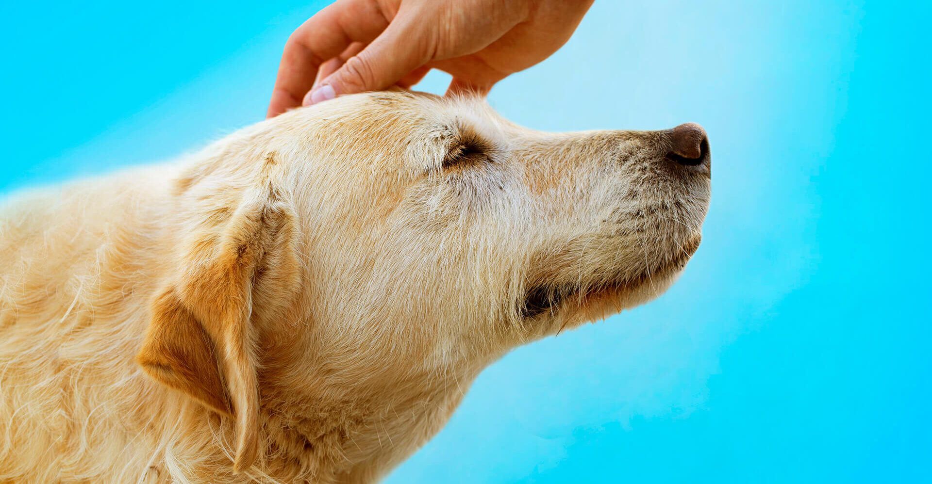A dog has their head petted