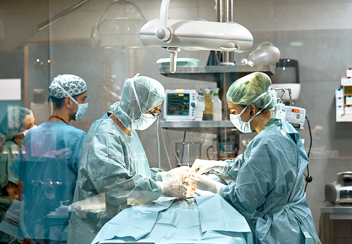 Surgeons work on an animal