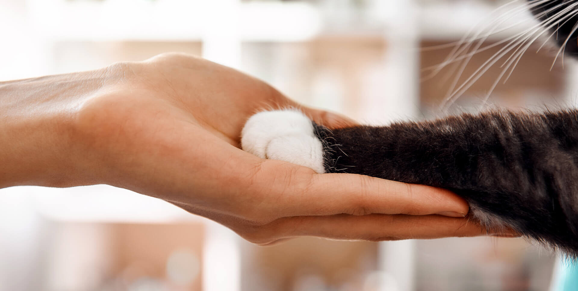 Hand holding cat paw
