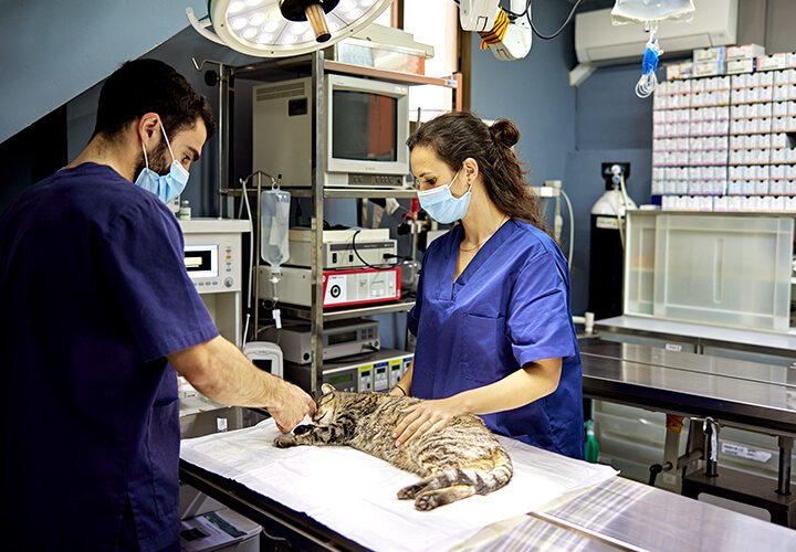Two people performing an operation on a cat