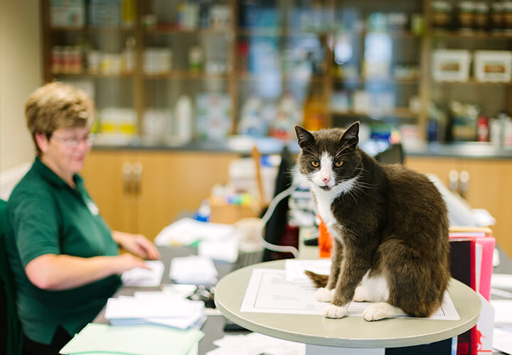 Cat on table