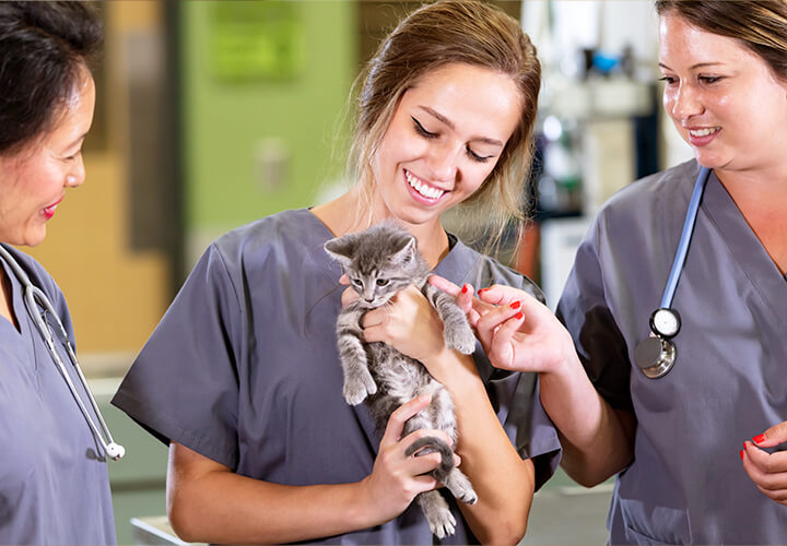 Group of vets holding cat