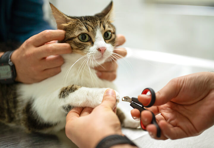 Cat getting nails cut