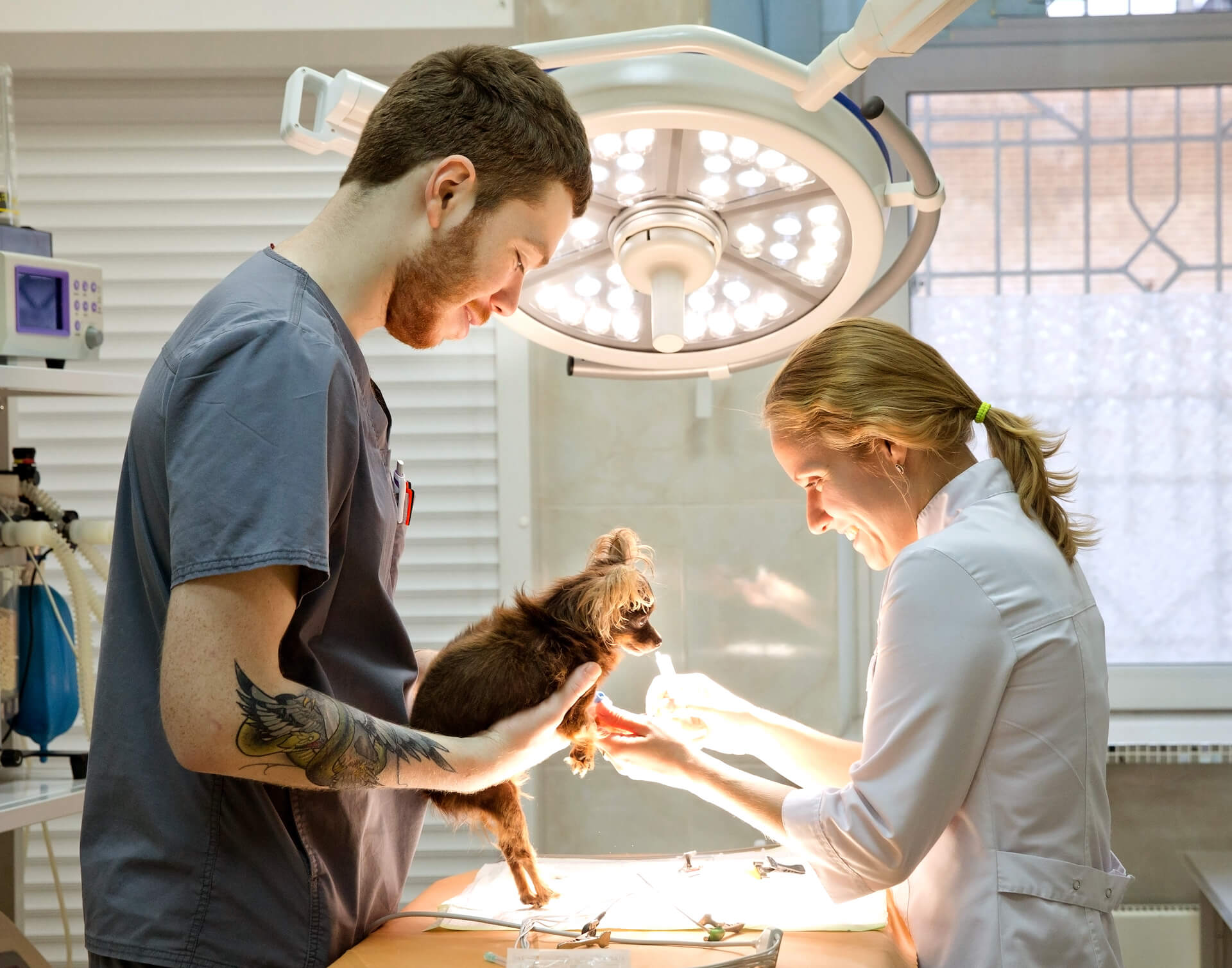 Vet giving care to a dog