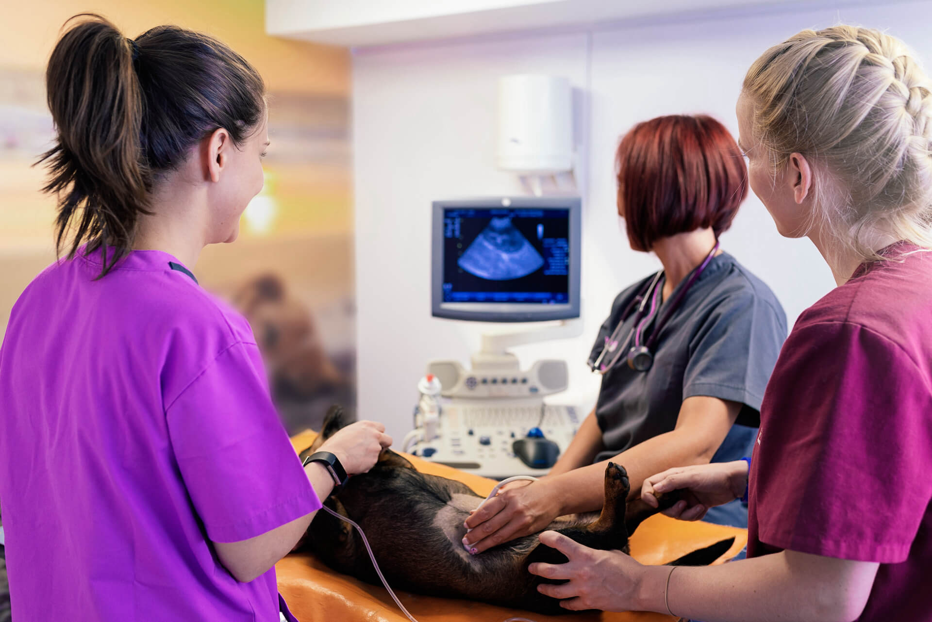 Three people giving dog an ultrasound