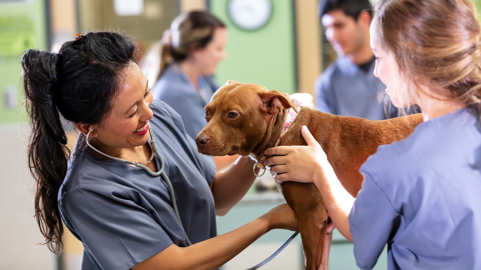 Two vets giving a dog a checkup